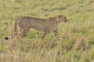 Cheetah (2)