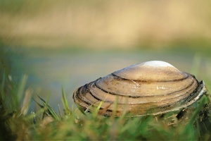 Die Große Teichmuschel