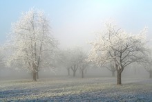 Frostiger Morgen