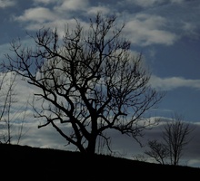 Baum im Regen