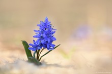 Kleiner blauer Tannenbaum