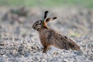 Hase (Lepus europaeus)