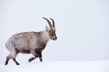 Alpensteinbock im Schnee