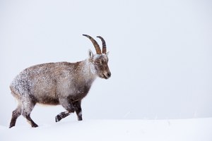 Alpensteinbock im Schnee