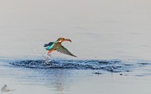 Eisvogel mit Fang