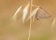 Grosser Wanderbläuling (Lampides boeticus)