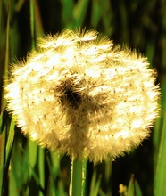 Pusteblume im Sonnenlicht