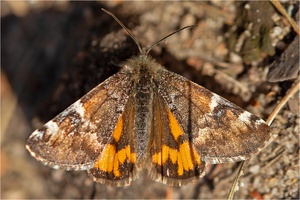 „Am Waldboden“