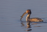 Hecht zum Frühstück I