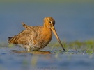 Uferschnepfe im Wiesen-.Wasser