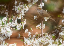 Mönchgrasmückenweibchen im Frühling