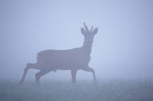 im dichten Frühnebel