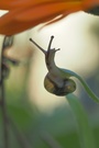 Minischnecke im Gegenlicht