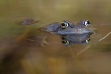 Grasfrosch