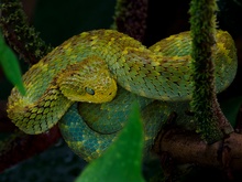 Grüne Buschviper (Atheris squamigera)