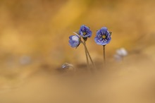 Leberblümchen