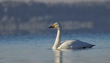 morgendlicher Singschwan