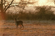 Damhirsch bei Sonnenuntergang