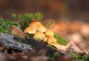 Kleine Pilzgruppe im Wald