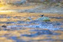 Am goldenen Fluss