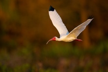 Schneesichler im Flug