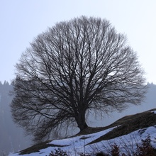 Freistehende Buche II