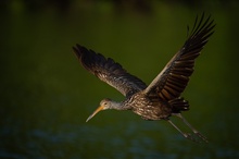 Rallenkranich im Flug