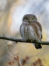 Der Schönste im Wald