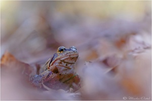 Grasfrosch (Rana temporaria)