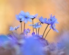Vollblüte