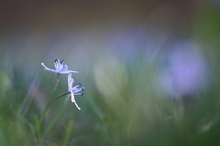 Blausterne