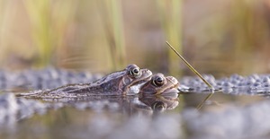 Liebesspiel der Grasfrösche