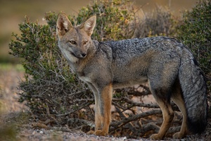 Patagonia Grey Fox