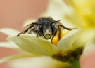 Frühlings-Pelzbiene (Anthophora plumipes) (2)