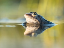 Ein Moorfrosch