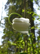 "Grösse"