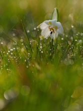 Frühlingserwachen