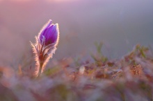 einsames Blümchen hochoben
