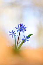 Blaue Sterne im Wald