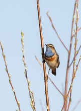 Blaukehlchen