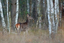 Rothirschkalb