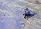 Moorfrosch