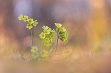 Frühling