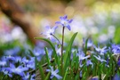 Blaustern soweit das Auge reicht