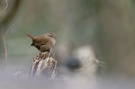 kleinster Vogel Deutschlands