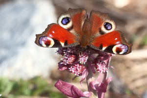 Die Pestwurzblüten am Bach