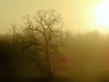 "Der alte Baum..