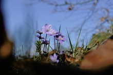 Blau vor Blau