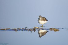 Waldwasserläufer