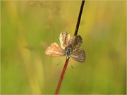 vom letzten Sommer, ein Bläuling